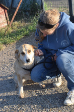 BONBONETTI, Hund, Mischlingshund in Ungarn - Bild 4