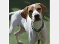 PLUTO, Hund, Pointer in Spanien - Bild 4