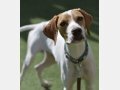 PLUTO, Hund, Pointer in Spanien - Bild 5