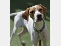 PLUTO, Hund, Pointer in Verl - Bild 8