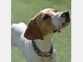 PLUTO, Hund, Pointer in Verl - Bild 9