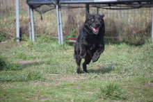 POLDI, Hund, Mischlingshund in Ungarn - Bild 1