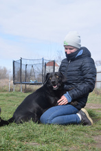 POLDI, Hund, Mischlingshund in Ungarn - Bild 3