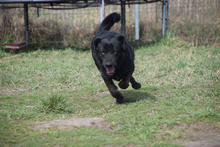 POLDI, Hund, Mischlingshund in Ungarn - Bild 4