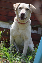 FRODO, Hund, Mischlingshund in Ungarn - Bild 1