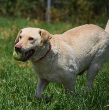 FRODO, Hund, Mischlingshund in Ungarn - Bild 2