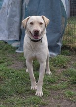 FRODO, Hund, Mischlingshund in Ungarn - Bild 3