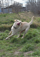 FRODO, Hund, Mischlingshund in Ungarn - Bild 4