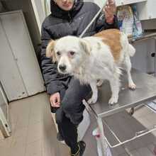 MARTINA, Hund, Mischlingshund in Italien - Bild 5