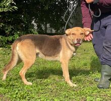 NOCCIOLINO, Hund, Deutscher Schäferhund-Malinois-Mix in Italien - Bild 2