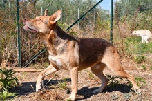 NOCCIOLINO, Hund, Deutscher Schäferhund-Malinois-Mix in Italien - Bild 3