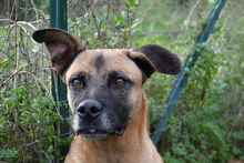 MASSIMO, Hund, Deutscher Schäferhund-Malinois-Mix in Italien - Bild 1