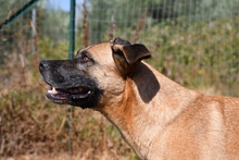 MASSIMO, Hund, Deutscher Schäferhund-Malinois-Mix in Italien - Bild 2