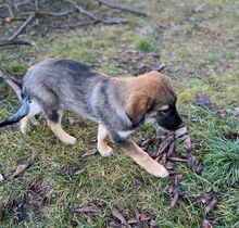 JASPER, Hund, Deutscher Schäferhund-Mix in Steinheim - Bild 10