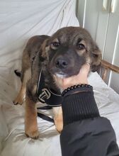 JASPER, Hund, Deutscher Schäferhund-Mix in Steinheim - Bild 12