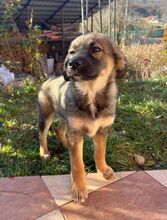 JASPER, Hund, Deutscher Schäferhund-Mix in Steinheim - Bild 6