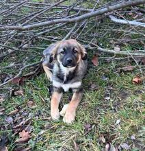 JASPER, Hund, Deutscher Schäferhund-Mix in Steinheim - Bild 7