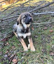 JASPER, Hund, Deutscher Schäferhund-Mix in Steinheim - Bild 9