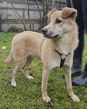 MALU, Hund, Mischlingshund in Kroatien - Bild 2