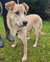 MALU, Hund, Mischlingshund in Kroatien - Bild 6