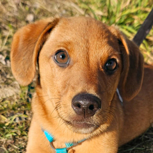 ILIJA, Hund, Mischlingshund in Oberasbach - Bild 1