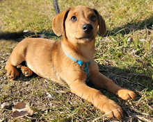 ILIJA, Hund, Mischlingshund in Oberasbach - Bild 2