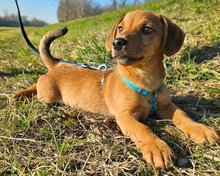 ILIJA, Hund, Mischlingshund in Oberasbach - Bild 3