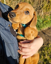 ILIJA, Hund, Mischlingshund in Oberasbach - Bild 4