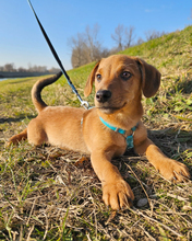 ILIJA, Hund, Mischlingshund in Oberasbach - Bild 5