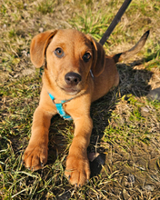 ILIJA, Hund, Mischlingshund in Oberasbach - Bild 6