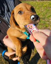 ILIJA, Hund, Mischlingshund in Oberasbach - Bild 7