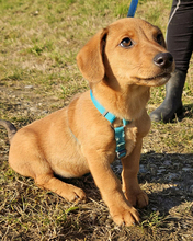 ILIJA, Hund, Mischlingshund in Oberasbach - Bild 8