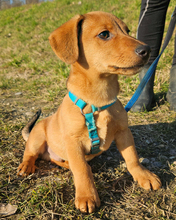 ILIJA, Hund, Mischlingshund in Oberasbach - Bild 9