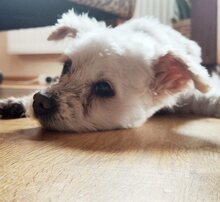 GISELLE, Hund, Mischlingshund in Windelsbach - Bild 17