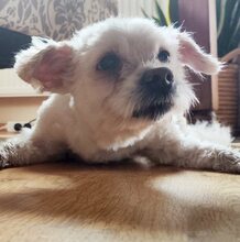 GISELLE, Hund, Mischlingshund in Windelsbach - Bild 18