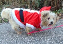 GISELLE, Hund, Mischlingshund in Windelsbach - Bild 3