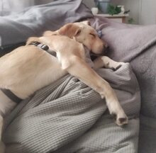 BOOMER, Hund, Mischlingshund in Griechenland - Bild 15