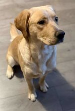 BOOMER, Hund, Mischlingshund in Griechenland - Bild 16