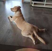 BOOMER, Hund, Mischlingshund in Griechenland - Bild 19