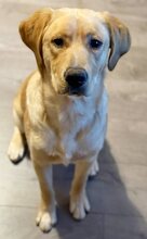 BOOMER, Hund, Mischlingshund in Griechenland - Bild 21