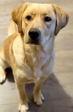 BOOMER, Hund, Mischlingshund in Griechenland - Bild 22