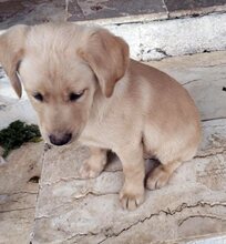 BOOMER, Hund, Mischlingshund in Griechenland - Bild 4