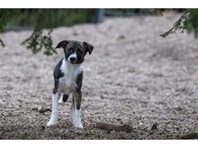 ELLIDA, Hund, Mischlingshund in Sömmerda - Bild 2