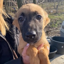 NELLI, Hund, Mischlingshund in Rumänien - Bild 2