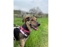 SHERRY, Hund, Mischlingshund in Ortenberg - Bild 14