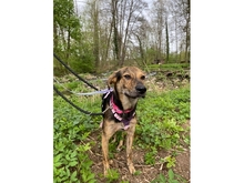 SHERRY, Hund, Mischlingshund in Ortenberg - Bild 15