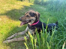 SHERRY, Hund, Mischlingshund in Ortenberg - Bild 16