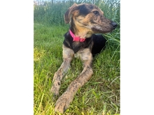 SHERRY, Hund, Mischlingshund in Ortenberg - Bild 17