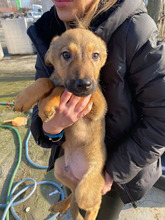 NASH, Hund, Mischlingshund in Coswig - Bild 1