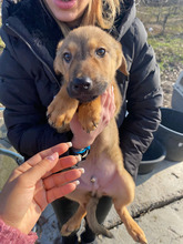 NASH, Hund, Mischlingshund in Coswig - Bild 2